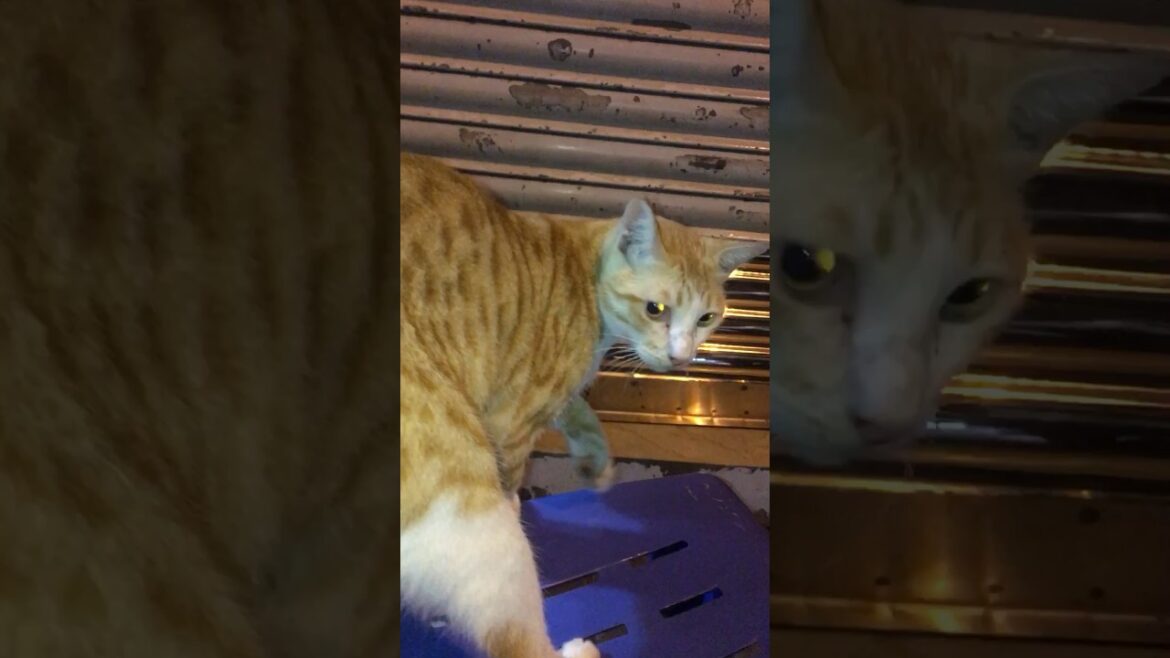 Brown Cat shorts viral #Brown Cat shorts viral Brown Cat shorts viral #Brown Cat shorts viral