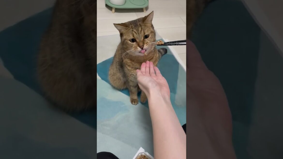 【猫動画】もしかしてあなたも納豆好きなんですか？　#shorts