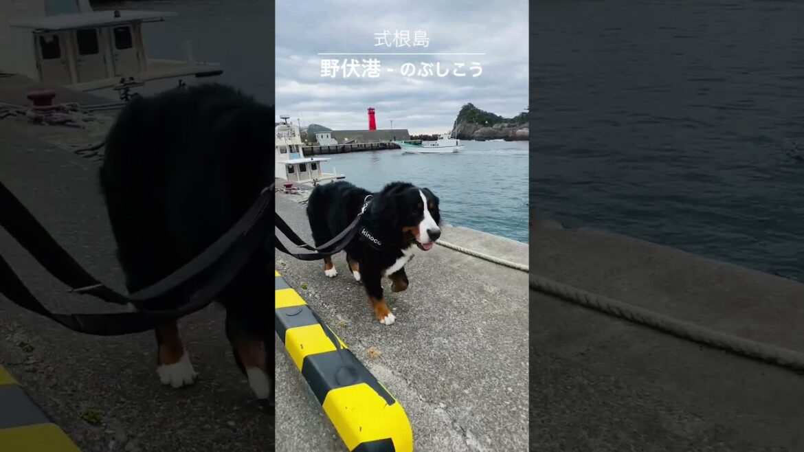 港で朝の散歩をするバーニーズマウンテンドッグ