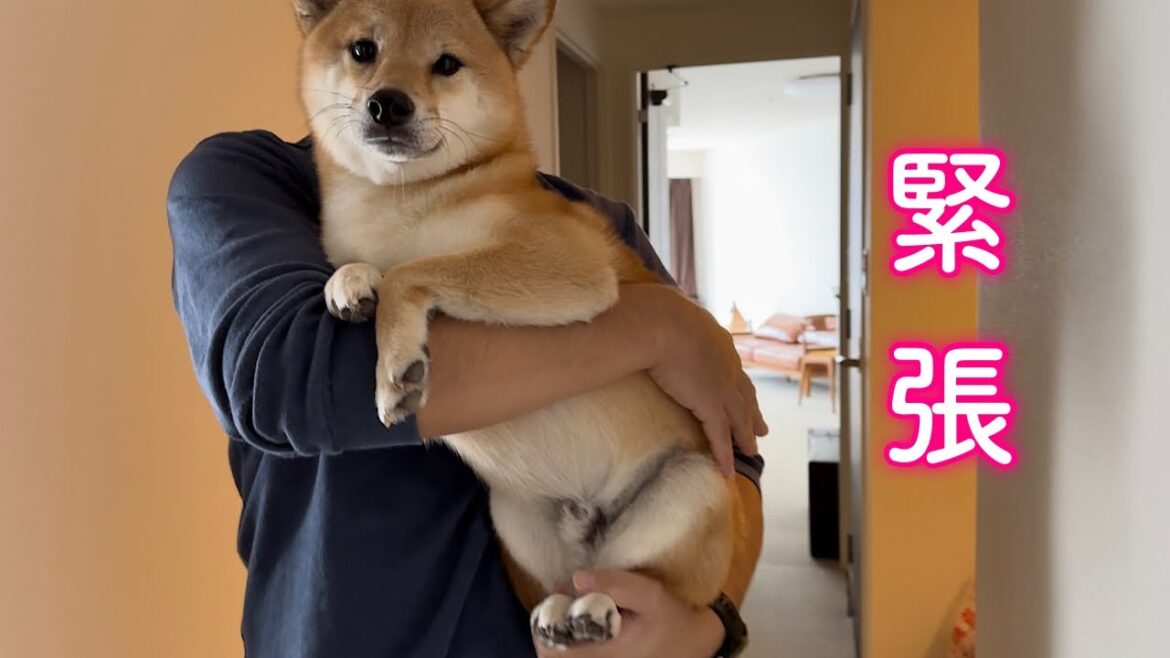 突然お風呂場に連れていかれ気持ちの整理が出来ないまま泣きじゃくる柴犬が可愛い