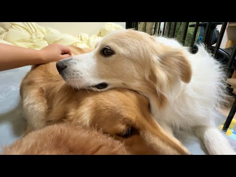 ぐずる妹犬を寝かしつけようとする兄犬が優しすぎる…【#ゴールデンレトリバー #ボーダーコリー】 ぐずる妹犬を寝かしつけようとする兄犬が優しすぎる...【#ゴールデンレトリバー #ボーダーコリー】
