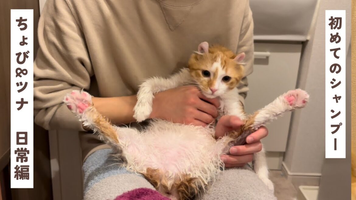 アメリカンカール初めてのシャンプー　【猫】