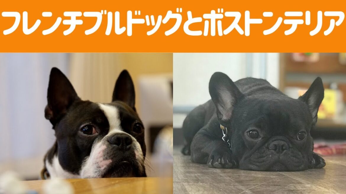【小さな疑問解決！】フレンチブルドッグとボストンテリアの違い