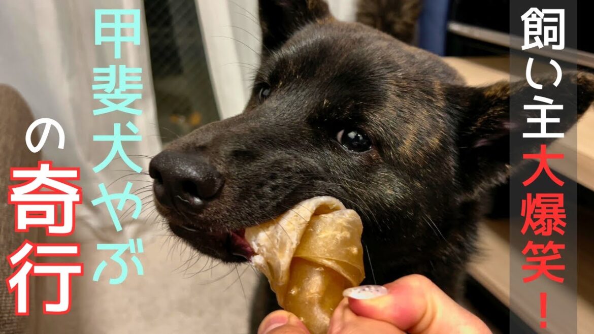 【爆笑】骨のおやつが好きすぎて、飼い主もびっくり&大爆笑の奇行をする甲斐犬やぶ 【爆笑】骨のおやつが好きすぎて、飼い主もびっくり&大爆笑の奇行をする甲斐犬やぶ