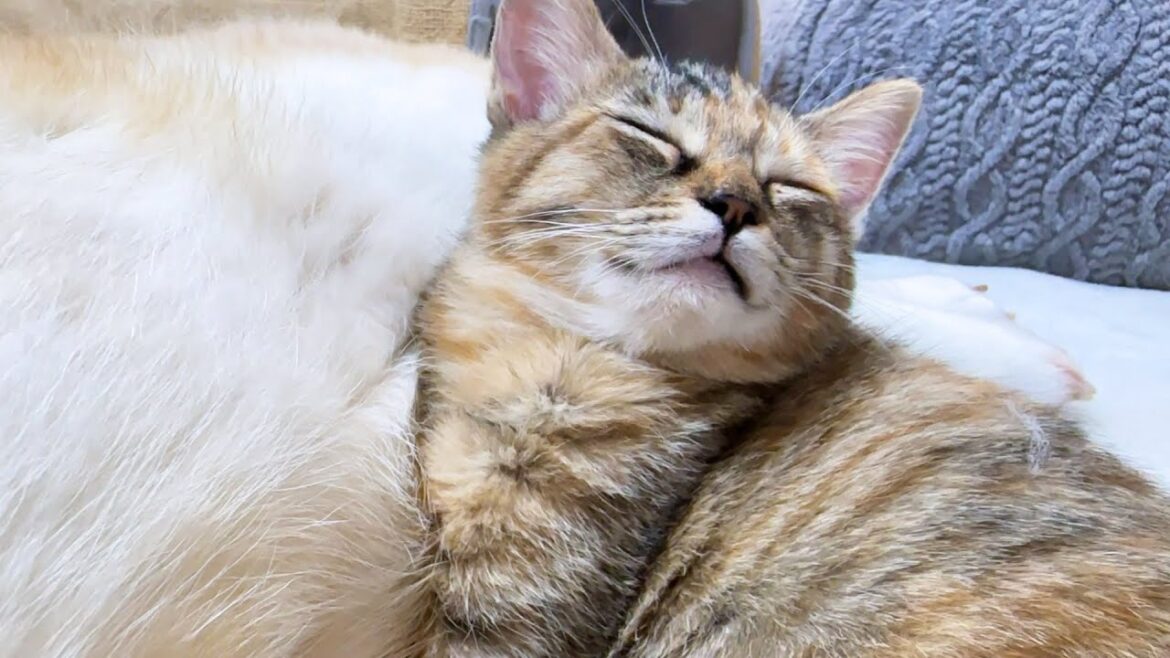 柴犬をほんとの母猫ように接する子猫が可愛すぎます…