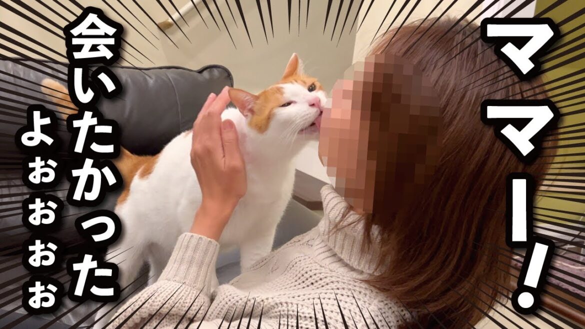 【甘えんぼ猫】2日間も家を空けたら寂しすぎて猫がこうなりました… 【甘えんぼ猫】2日間も家を空けたら寂しすぎて猫がこうなりました…