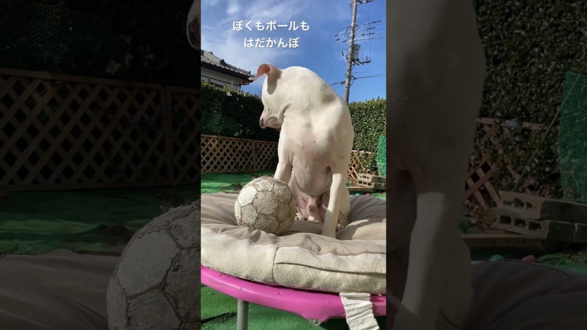 ぼ、僕はうまうまが食べたいんだな　ボクサー犬