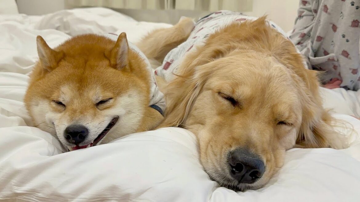 ぴったりくっついて寄り添いながら眠る豆柴とゴールデンレトリバーが可愛すぎました