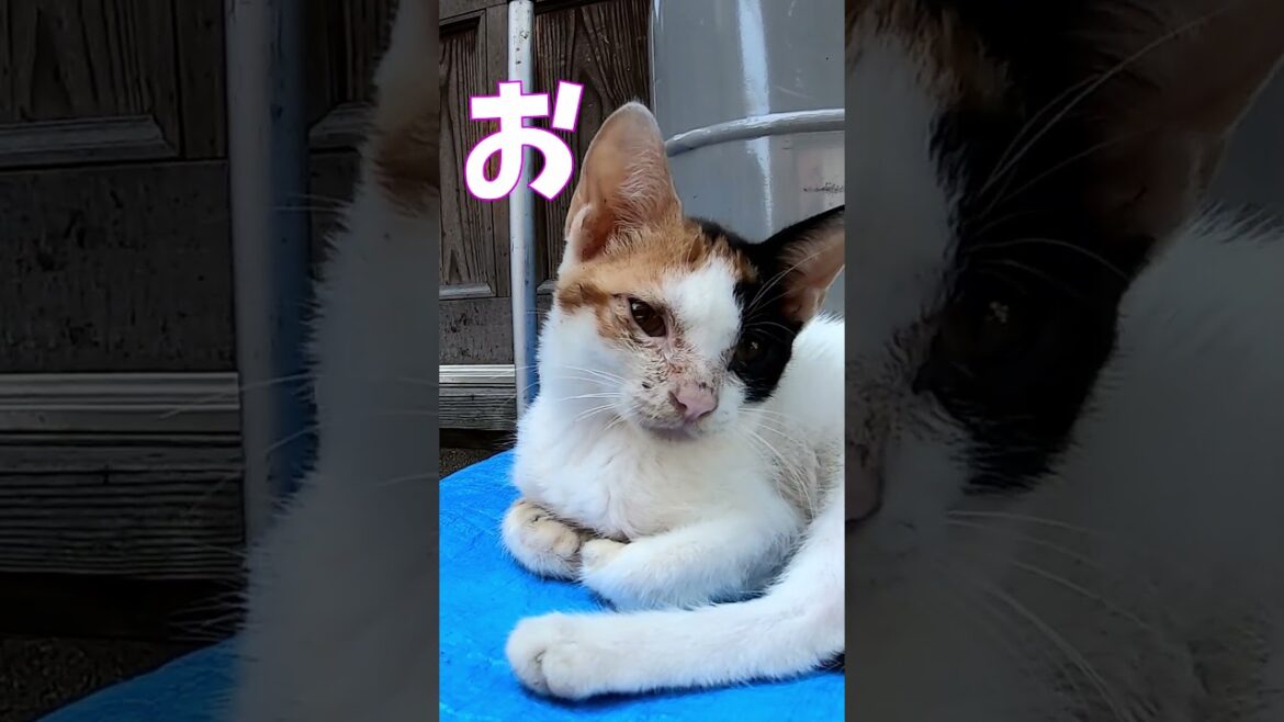 猫」「CAT & PEACE」#cat #ソマリ #ねこ動画 #猫動画 #猫好きさんと繋がりたい #野良猫