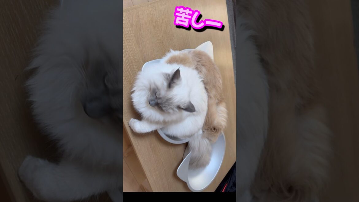 姉の上に乗っかる弟　もふもふのサイベリアンの子猫　#shorts