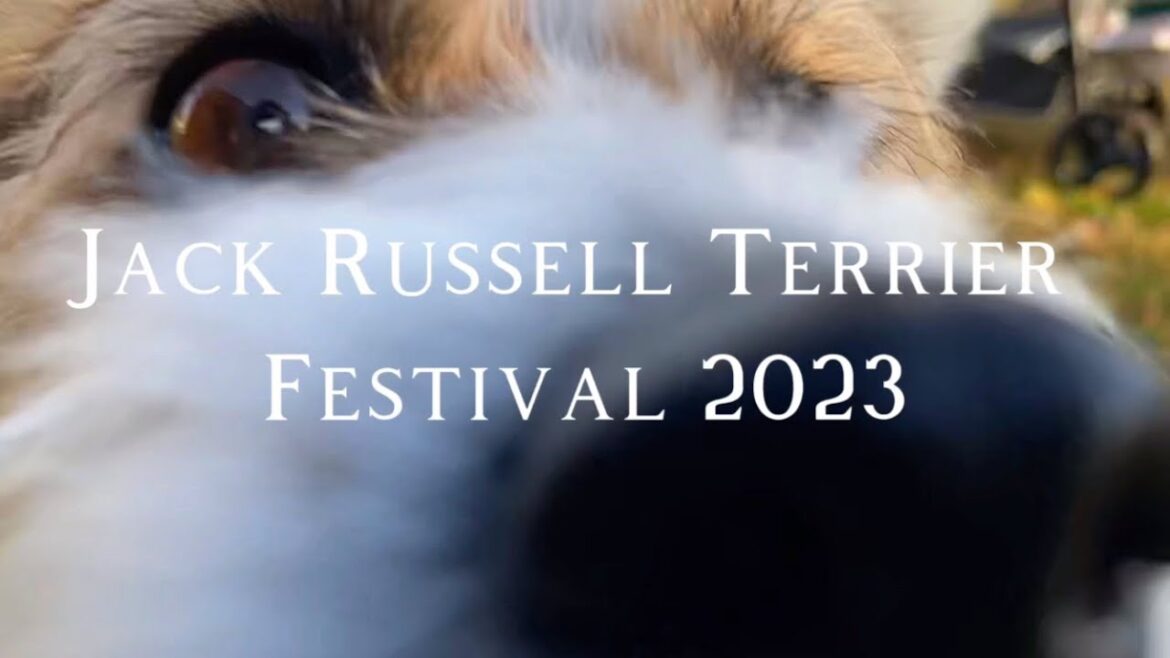 Jack Russell Terrier Festival 2023【ダイジェスト】#ジャックラッセルテリア