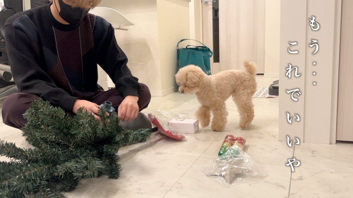 独身男が愛犬の為に一人寂しくクリスマス準備をする夜【トイプードル】 独身男が愛犬の為に一人寂しくクリスマス準備をする夜【トイプードル】