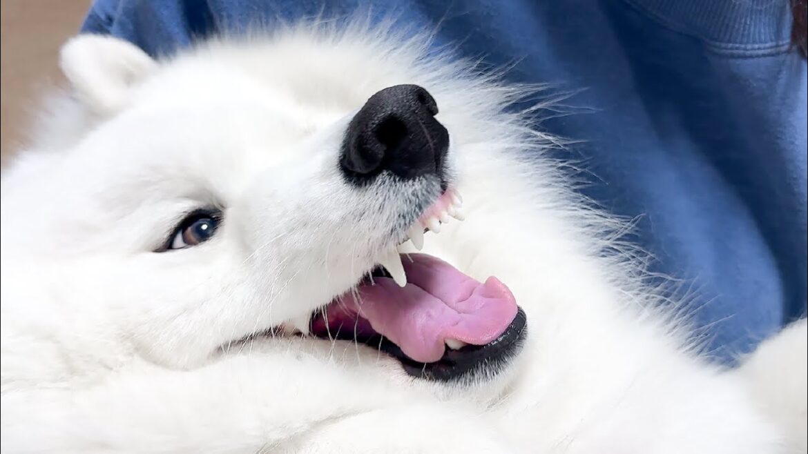 普段温厚な犬でもコレをされるとブチギレます…！【サモエド】