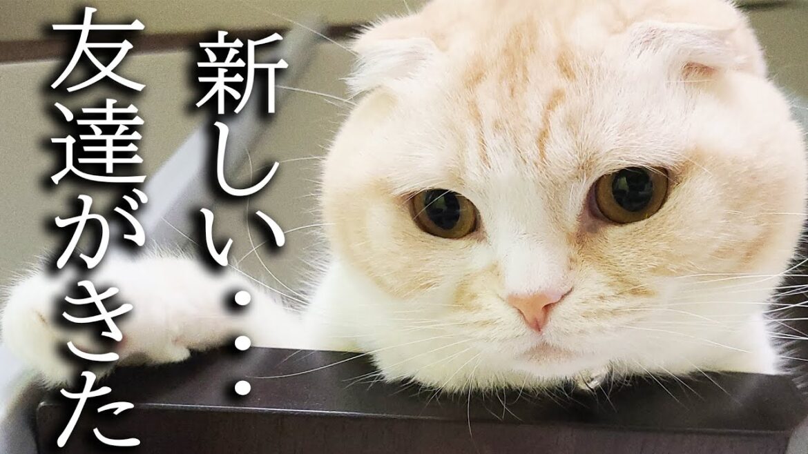 猫と犬に新しい友達を連れきたらこうなっちゃいました...