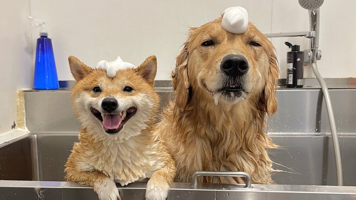 ルンルン気分で着いた先がお風呂だった時の愛犬の反応が可愛すぎました...