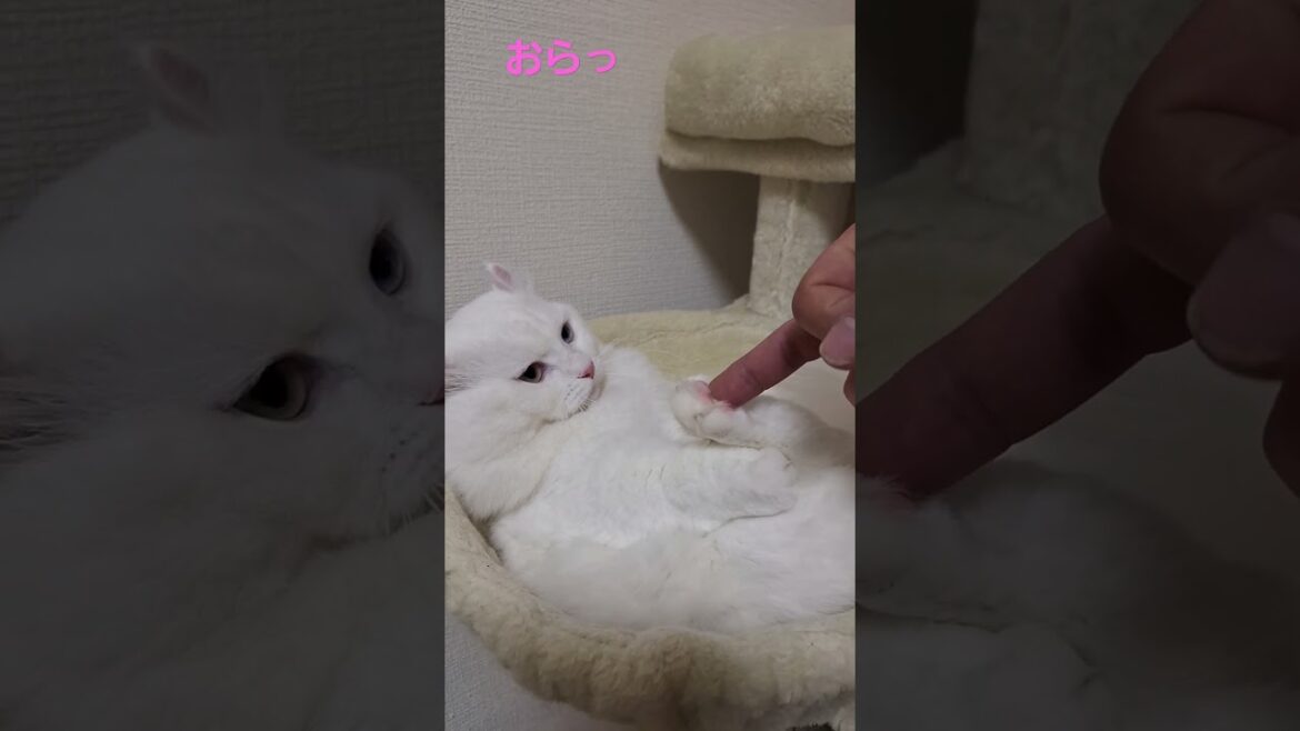 【オッドアイ幸せを呼ぶ猫】華麗な猫パンチをキメるラビちゃん#猫#cat#白猫#キンカロー#shorts