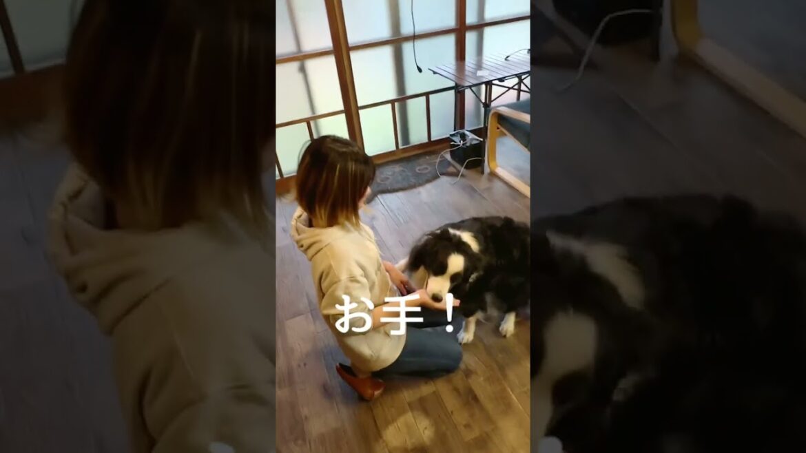 しつけに失敗したボーダーコリーの末路…#犬 # #dog #かわいい動物 #かわいい犬  #bordercollie しつけに失敗したボーダーコリーの末路…#犬 # #dog #かわいい動物 #かわいい犬  #bordercollie