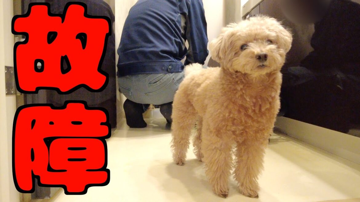 洗濯機が壊れたので修理の人に来てもらったら愛犬の様子が…