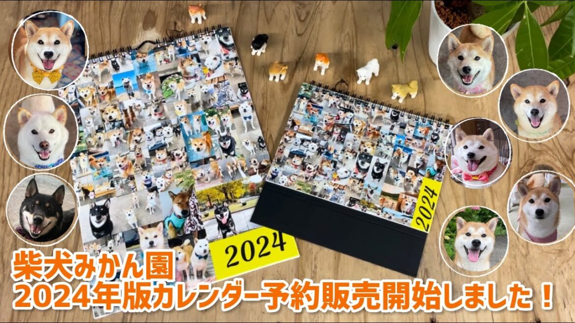 柴犬みかん園2024年版カレンダーの予約販売を開始いたしました！