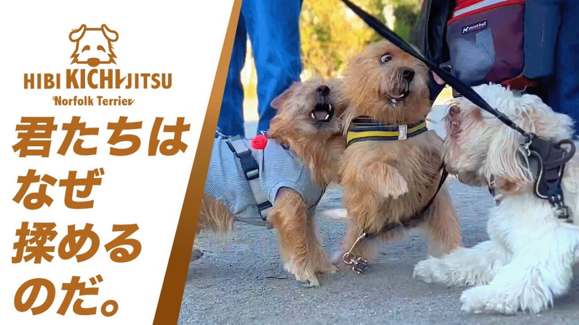 愛犬キチ いつもの仲間といつもの日常【friends  dog ノーフォークテリア norfolkterrier 】