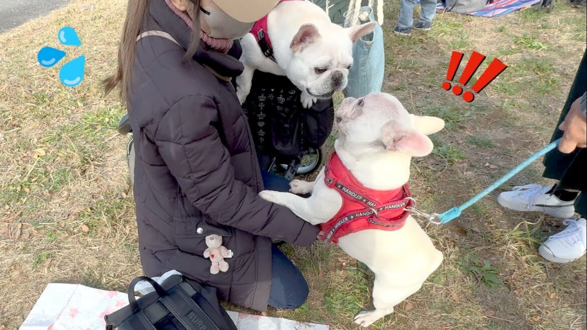 犬界の挨拶が全力過ぎて手に負えなくなりましたｗｗｗ【Sippo Festa】【フレンチブルドッグ frenchbulldog】