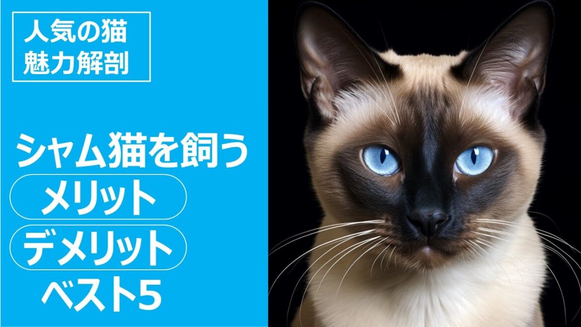 人気の猫 魅力解剖！シャム猫を飼うメリット・デメリット ベスト5