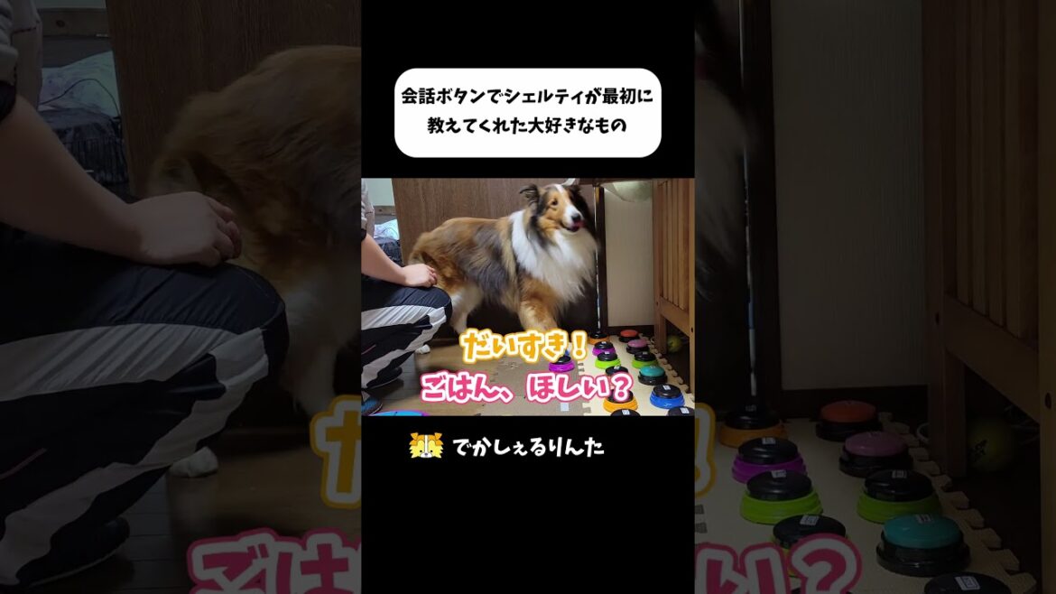 会話ボタンでシェルティが最初に教えてくれた大好きなもの #shorts