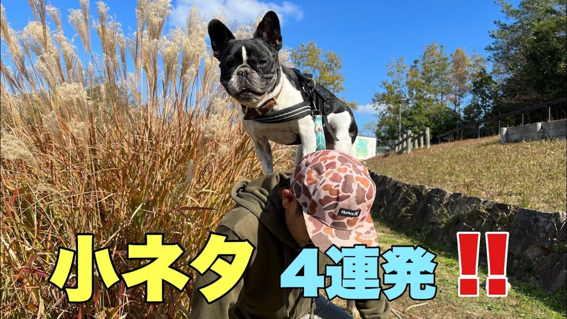 5男坊がいないけどほのぼの小ネタ4連発！【フレンチブルドック多頭飼い】