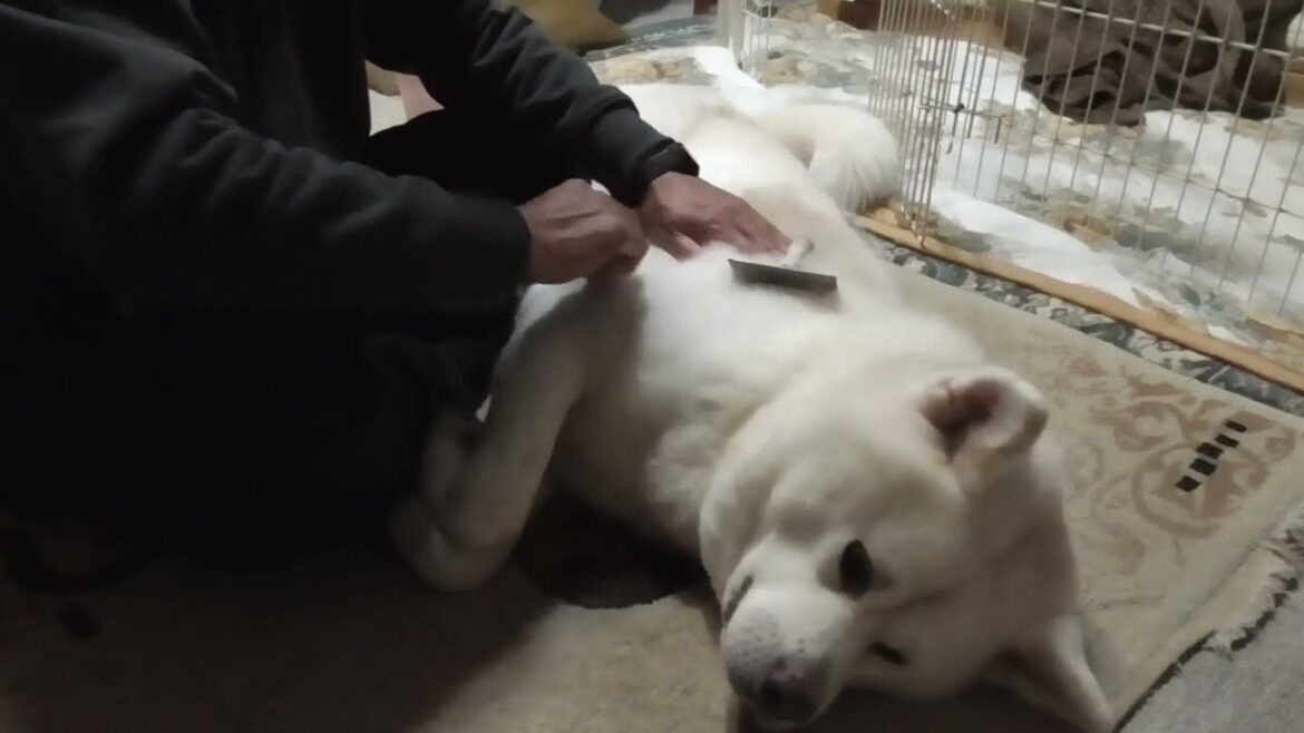 【秋田犬ゆうき】明日から大寒波というタイミングで換毛期が始まり毛がスカスカになってしまう【akita dog】