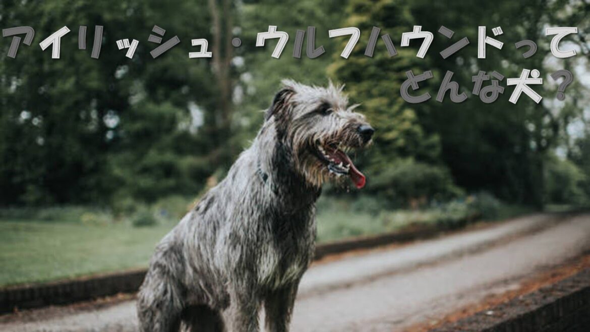 アイリッシュウルフハウンド　ペットリフォームならセラフ榎本　愛犬家住宅　愛猫家住宅　埼玉県　東京都　神奈川県　犬種
