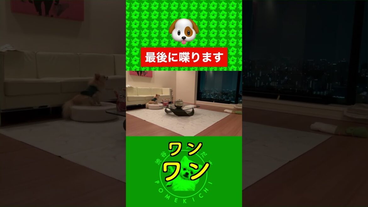 最後に人間の言葉で反論してくるポメラニアン #喋る犬 #遠吠え