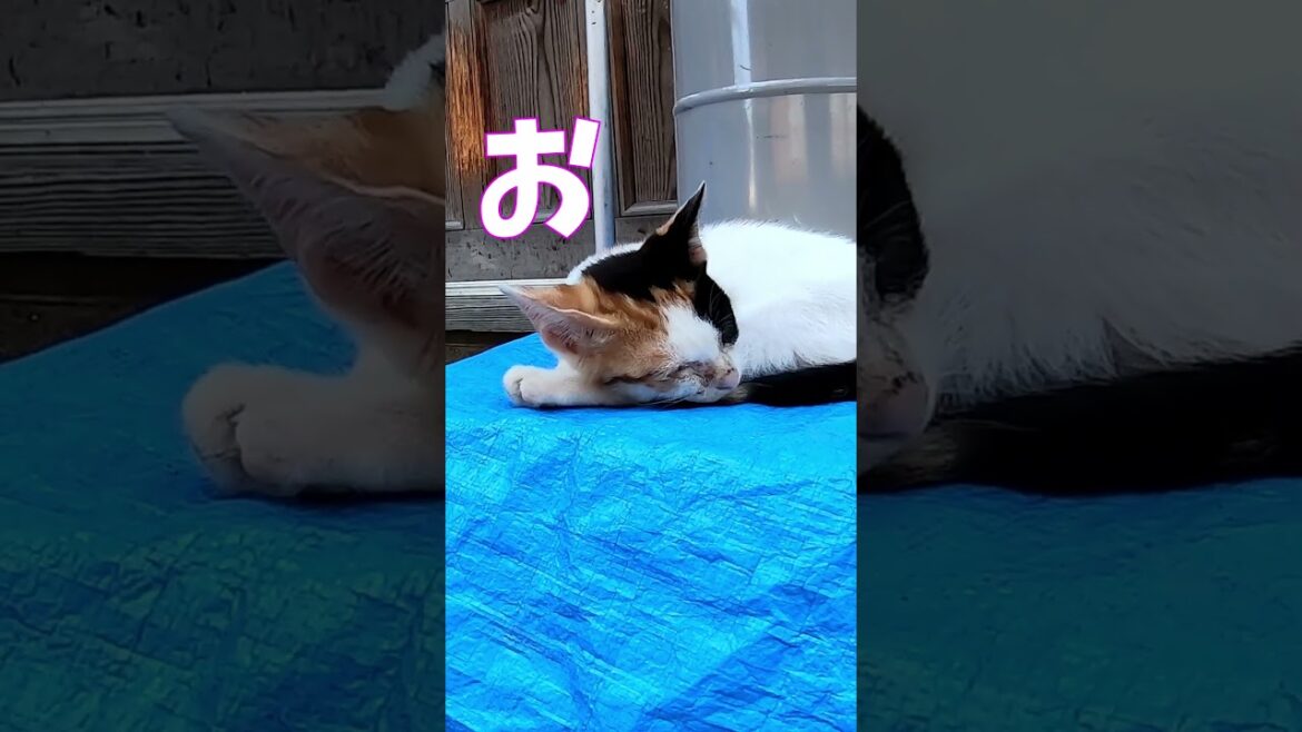 猫」「CAT & PEACE」#cat #ソマリ #ねこ動画 #猫動画 #猫好きさんと繋がりたい #野良猫