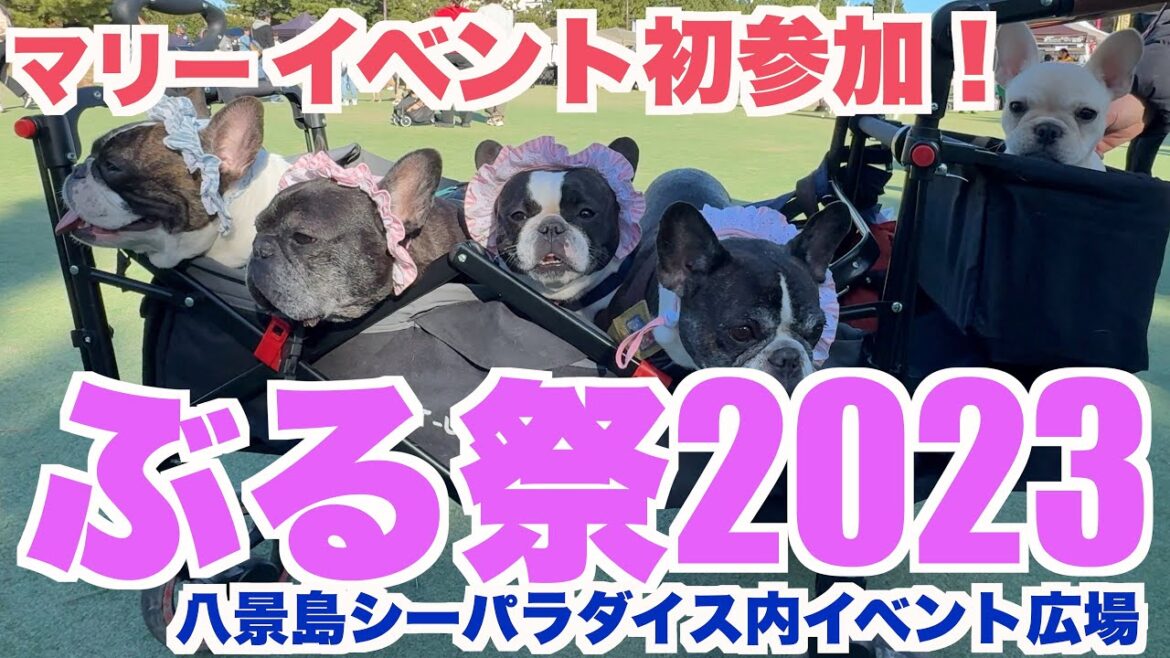 ぶる祭2023秋 お友達にインタビューしました！ 【 フレンチブルドッグ french_bulldog 】  八景島シーパラダイスイベント広場