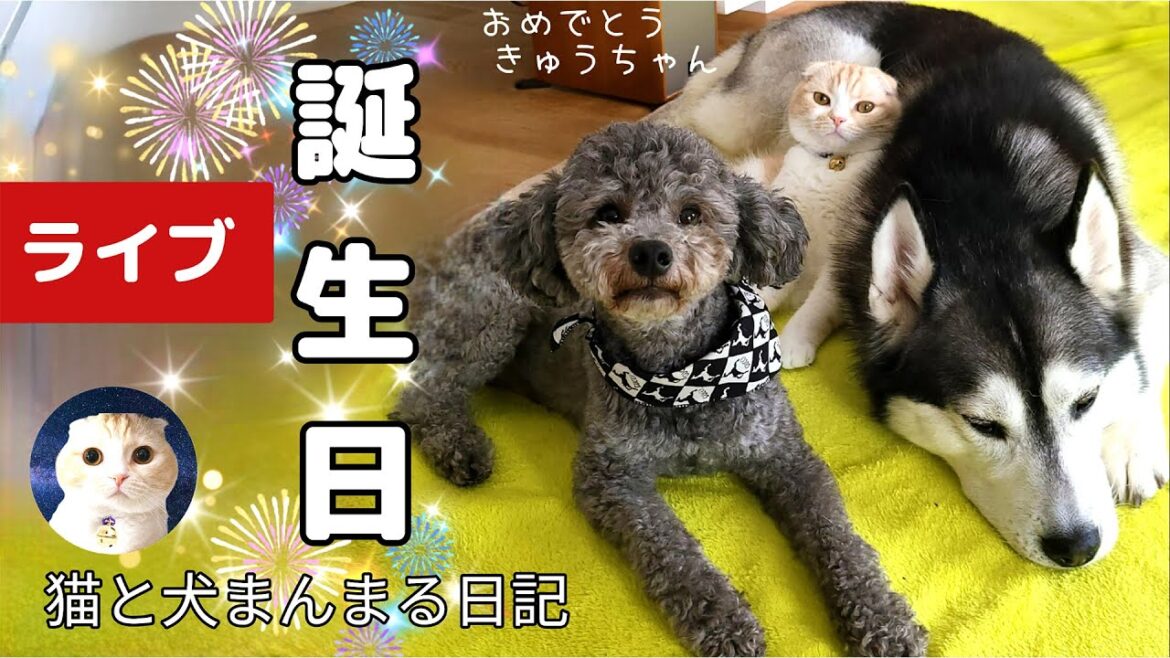 猫と犬まんまる日記 誕生日ライブ