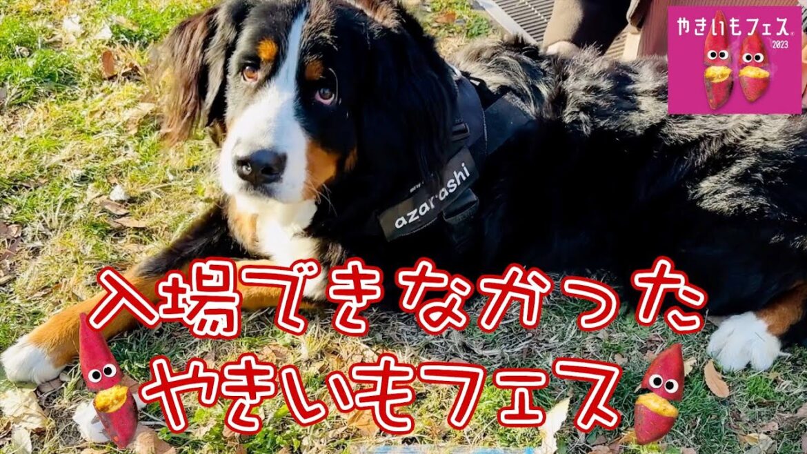「やきいもフェスTOKYO 2023」にバーニーズマウンテンドッグと行ってきました