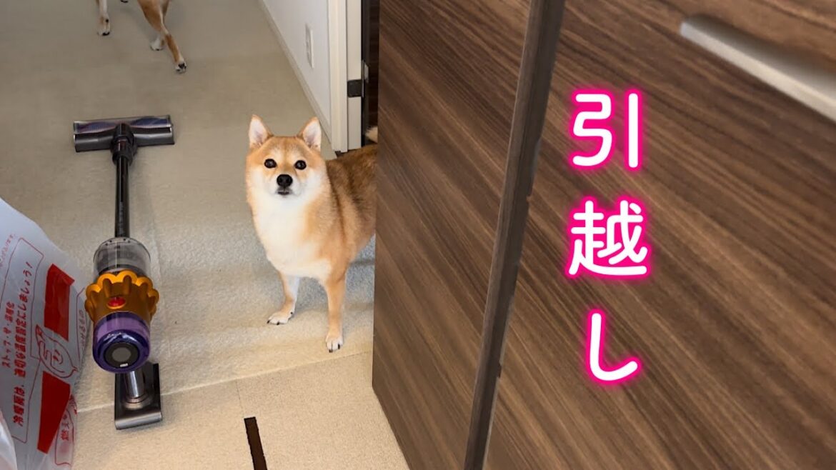 引越し前日のバタバタでようやく引っ越すことに気づいた柴犬…