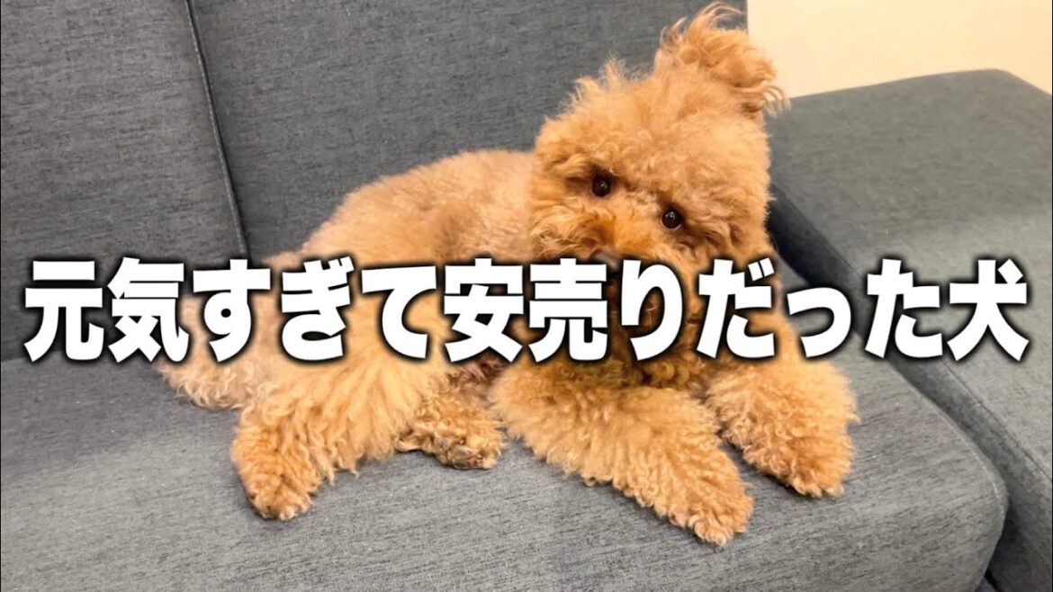 ペットショップでさえ手に負えなかったんだと思う。 ペットショップでさえ手に負えなかったんだと思う。