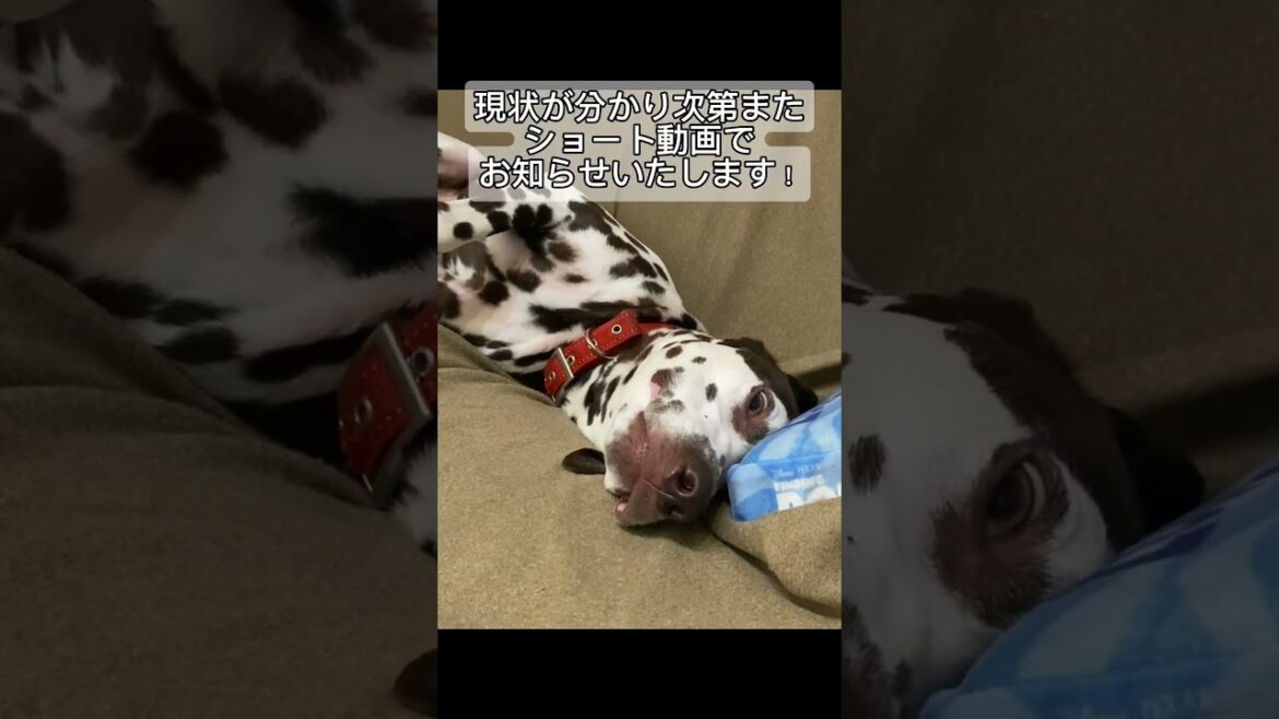 ご報告！大変申し訳ございません🙇‍♀️  #キャンプ　#ダルメシアン