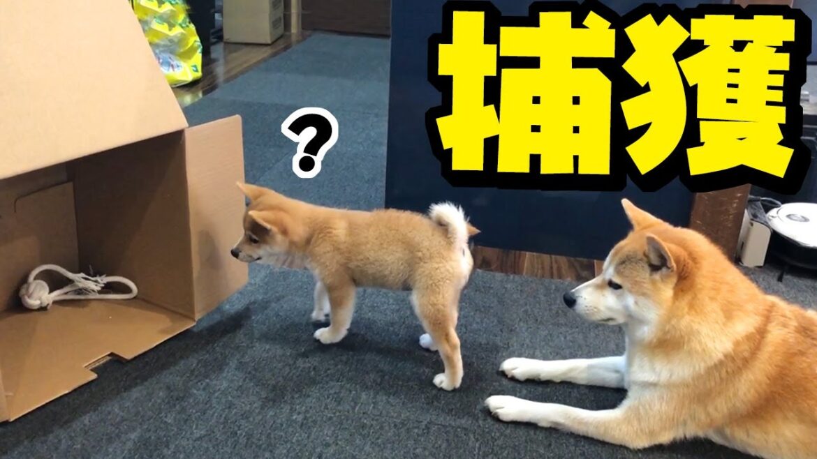 子犬に捕獲装置を仕掛けたら…見てただけの姉柴犬にまさかの災難が…