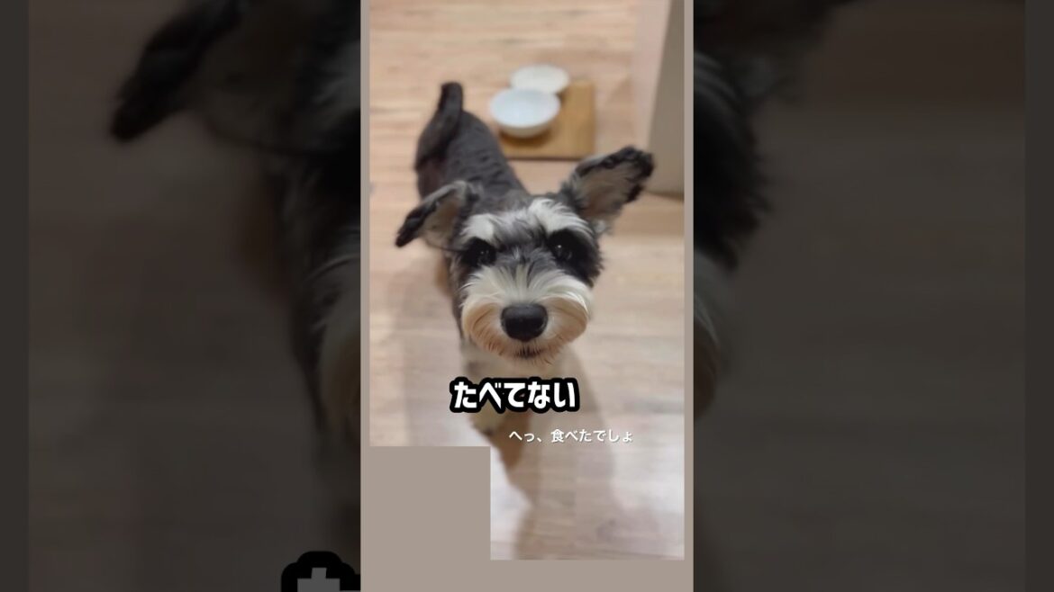とうとうしゃべり始めました　#しゃべる犬 #ミニチュアシュナウザー