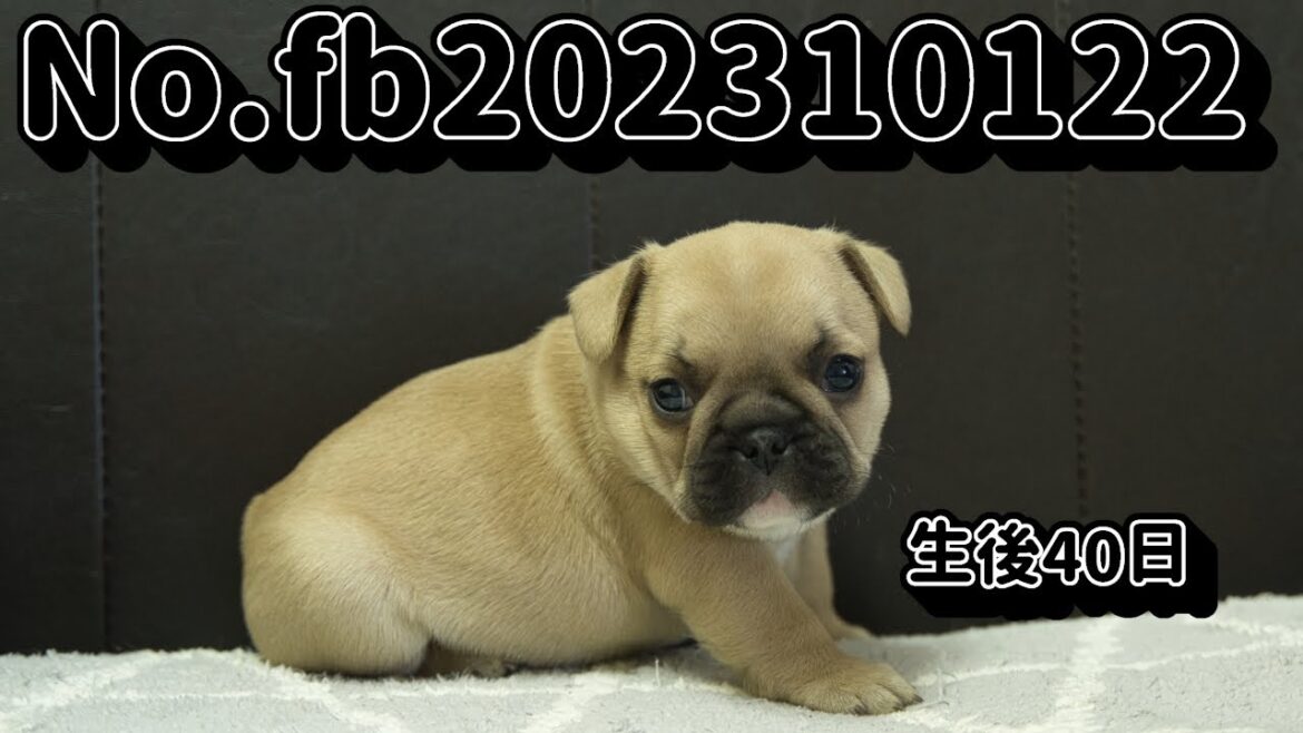 フレンチブルドッグの子犬販売  No.fb202310122  静岡県浜松市のブリーダー 2023年10月12日生  11月21日現在