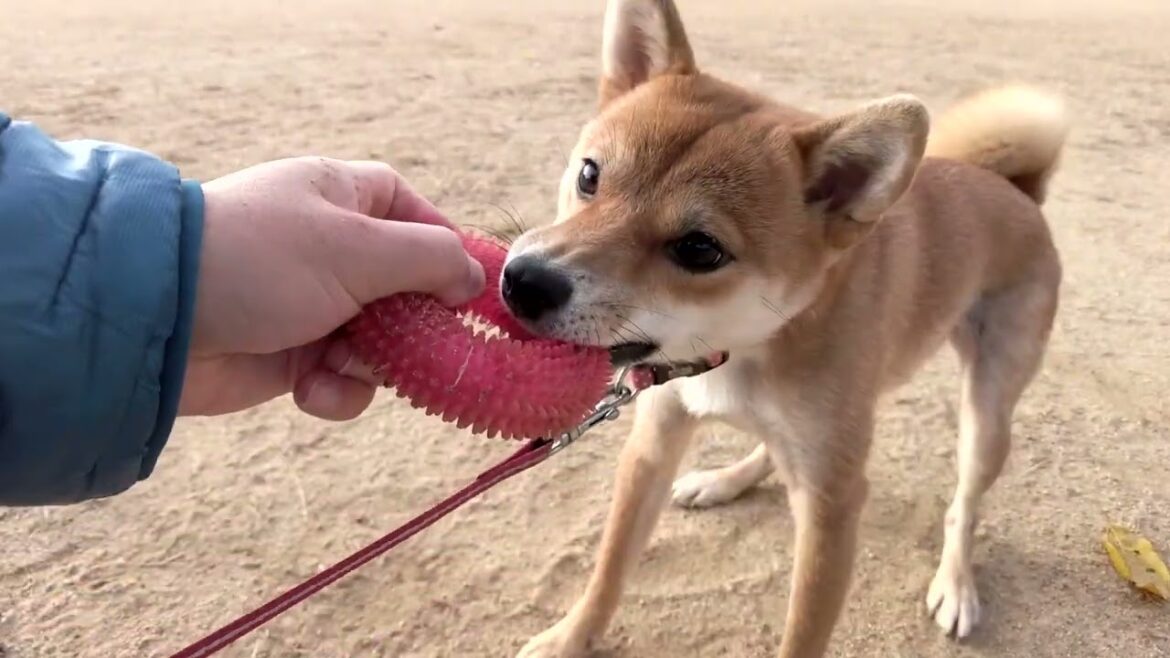 「すごい綺麗な空ですねー」朝の散歩　柴犬小夏
