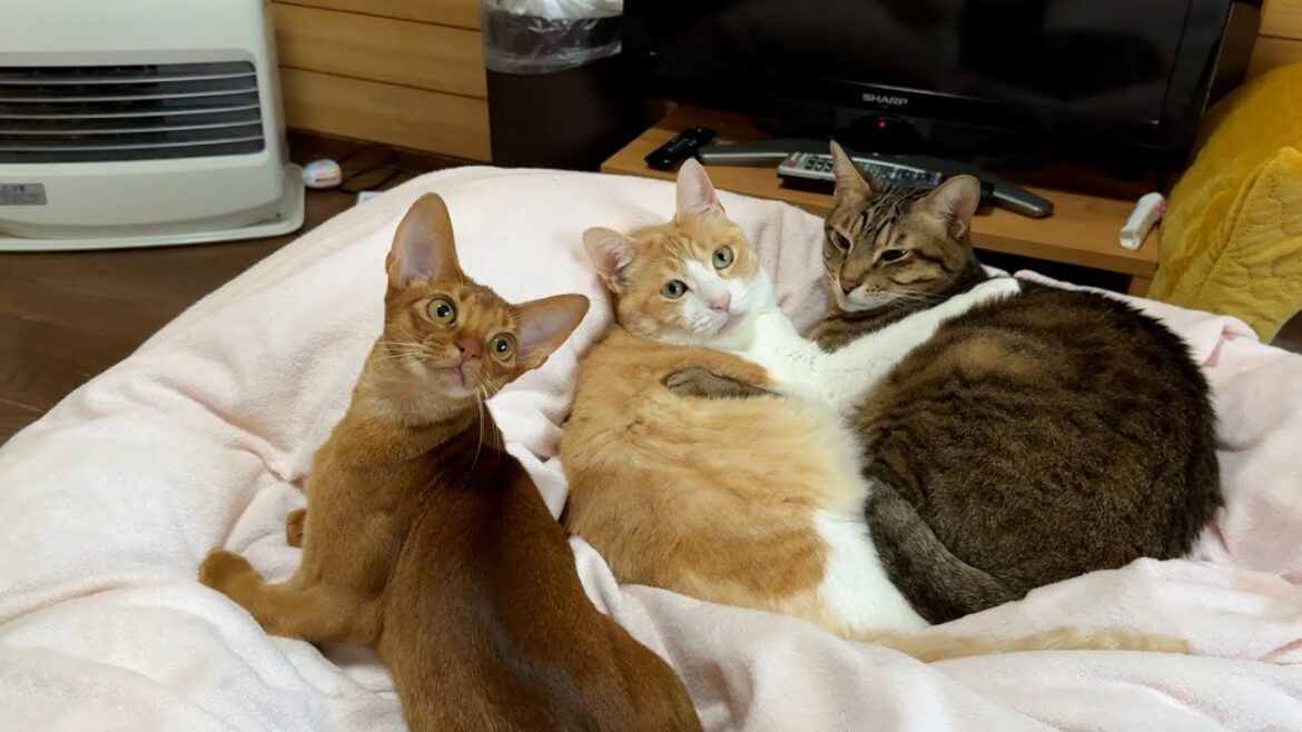 仲良しな猫夫婦の間になんか子猫が混じってきました 仲良しな猫夫婦の間になんか子猫が混じってきました