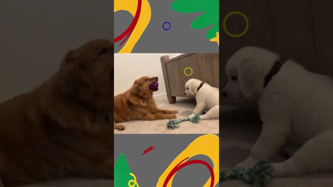 Charming Golden Retriever Puppy's Playful Quest for the Coveted Rubber Ball #shorts #goldenretriever