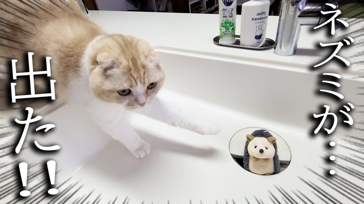 ネズミが排水溝から顔を出してたら猫がこうなりました...