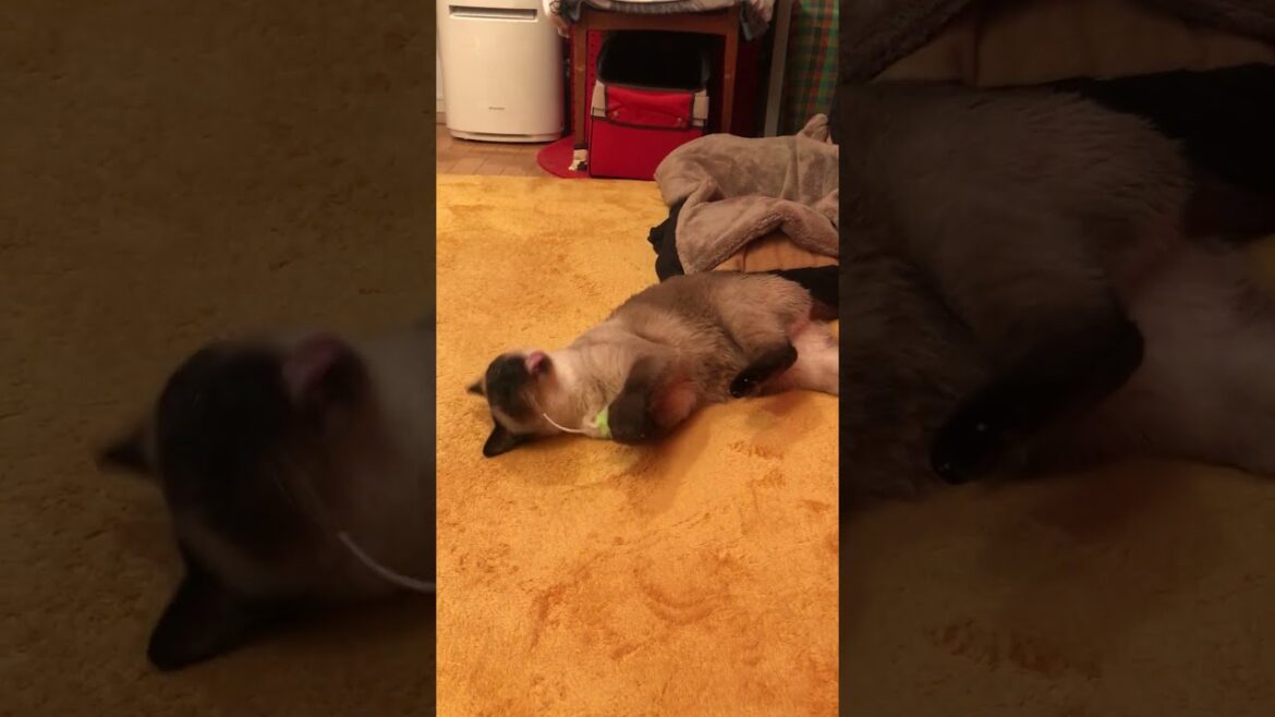 ネズミさんとガウガウ楽しく遊んでいるところを同居猫に見られていたたぬき猫なのにゃ♪ #cat #シンガプーラ #トンキニーズ#たぬき猫 #Tonkinese