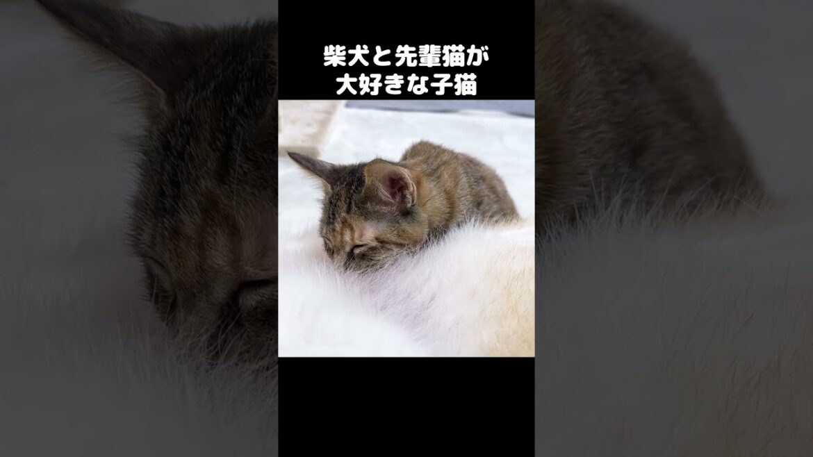 先輩猫と柴犬のことが好きすぎる子猫が可愛い　#shorts