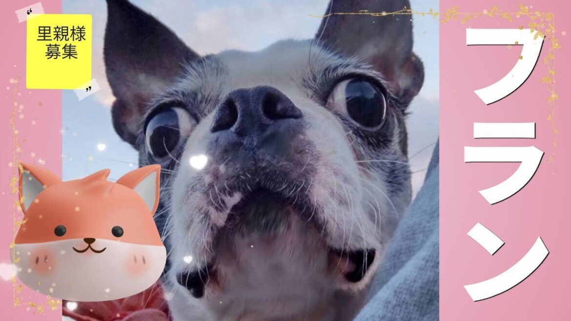【里親募集】お行儀良いフラン　犬　ボストンテリア