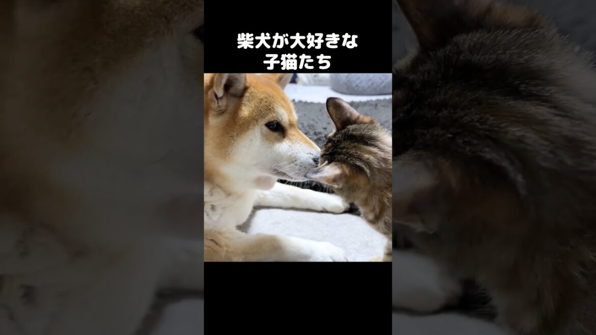 柴犬のことが大好きすぎる子猫が側から離れないです #shorts 柴犬のことが大好きすぎる子猫が側から離れないです #shorts