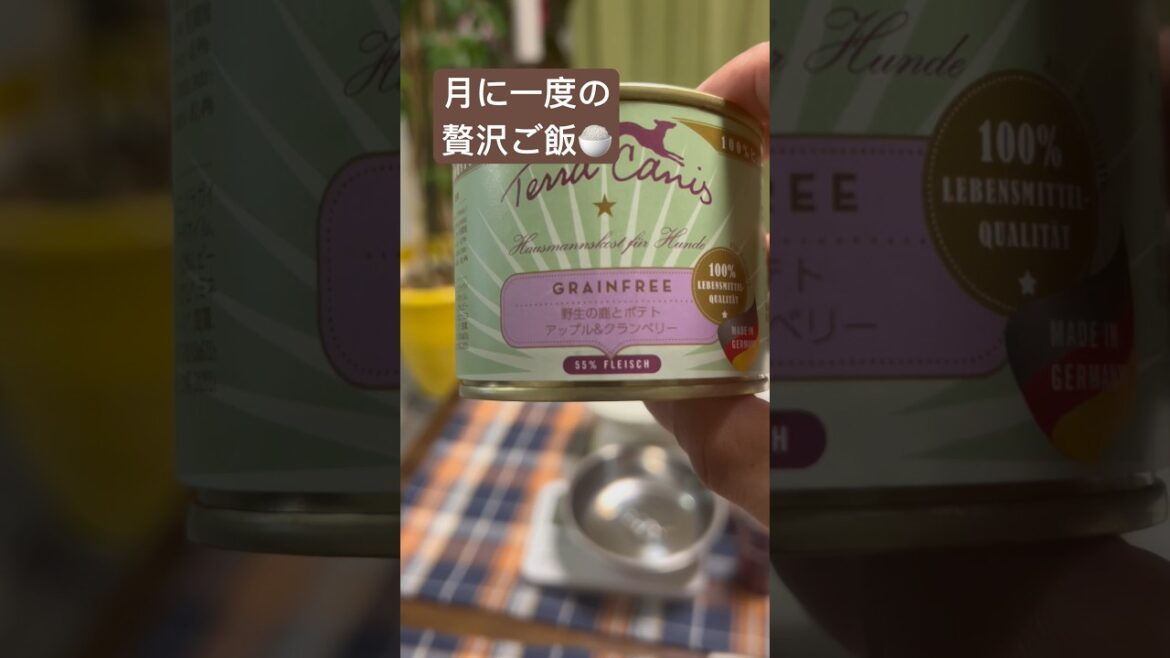 【ミニピン】贅沢ご飯　#shorts  #ミニピン #miniaturepinscher  #ミニチュアピンシャー  #テラカニス　#TerraCanisJapan #犬のご飯